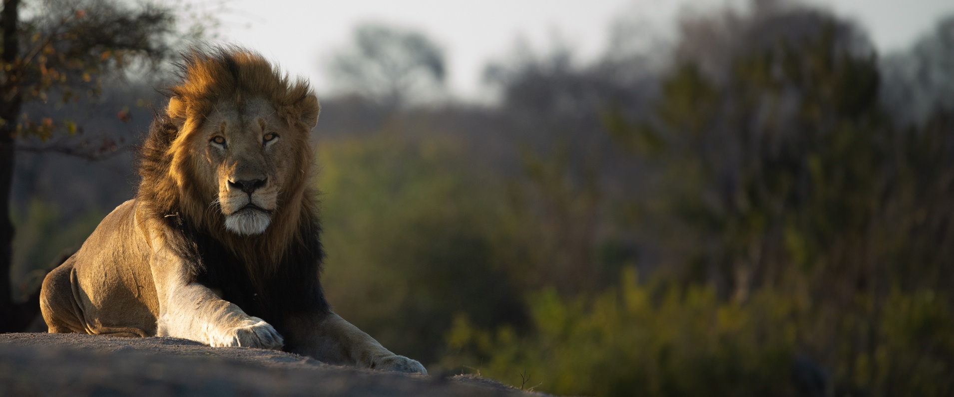 A close-up shot of a lion in the Sabi Sabi Reserve, showcasing its intense gaze and the natural environment.