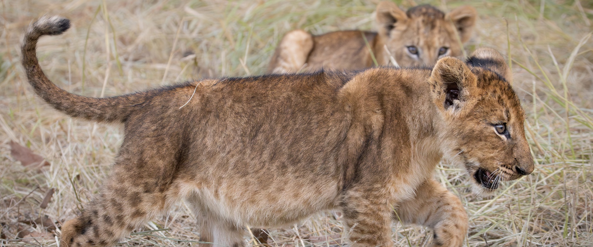 A Week in the Bush Vol. 495