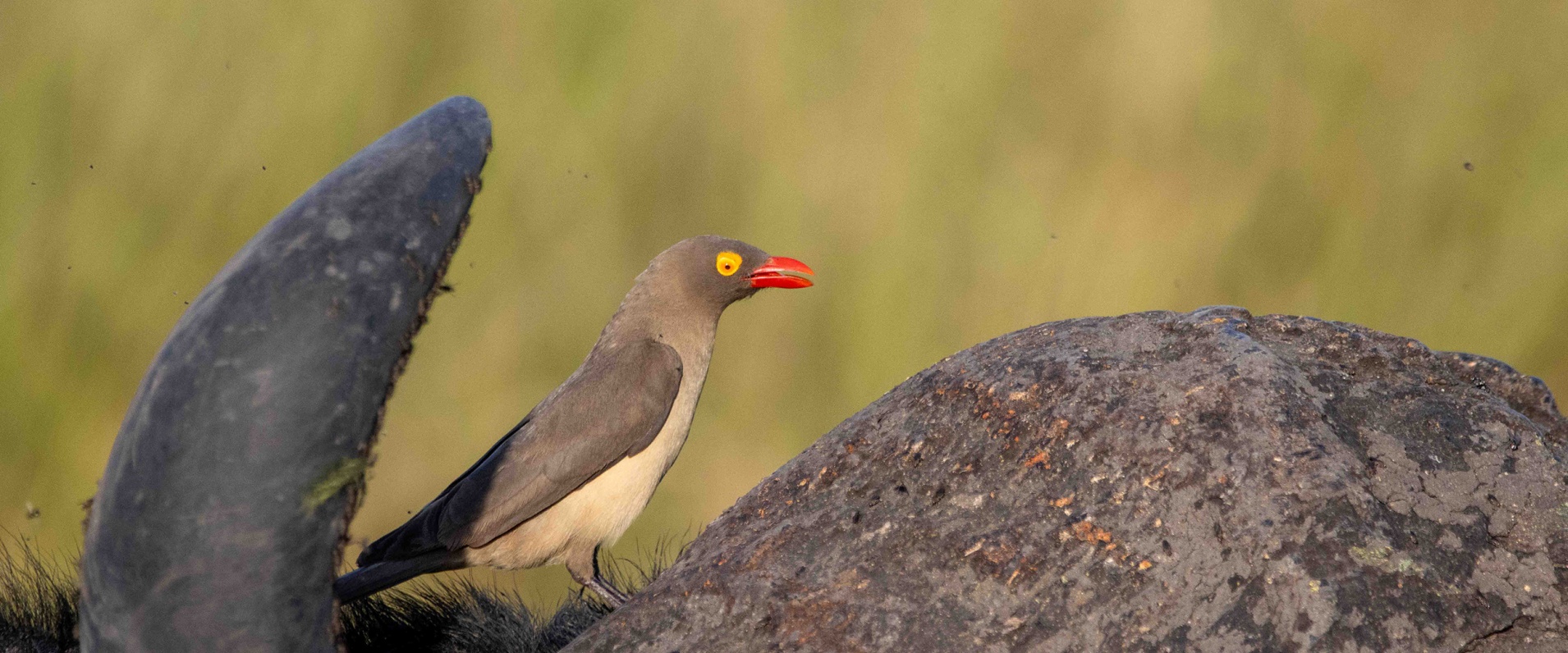 Sabi Sabi Ronald Mutero Banner