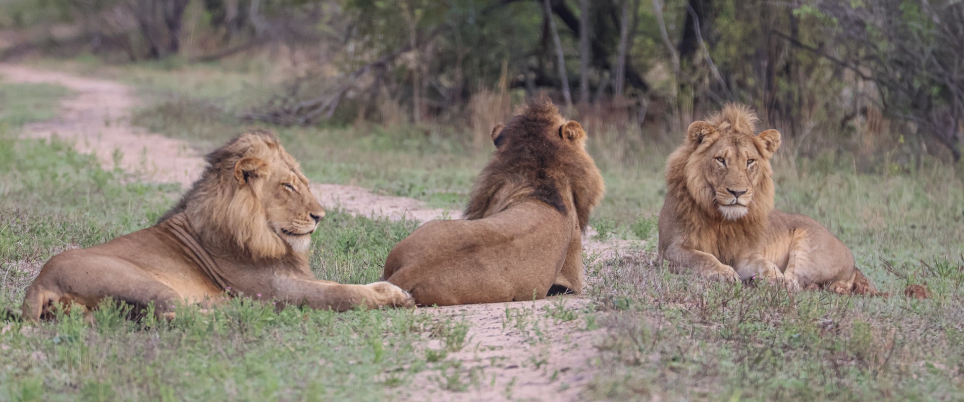 A Week in the Bush Vol. 571