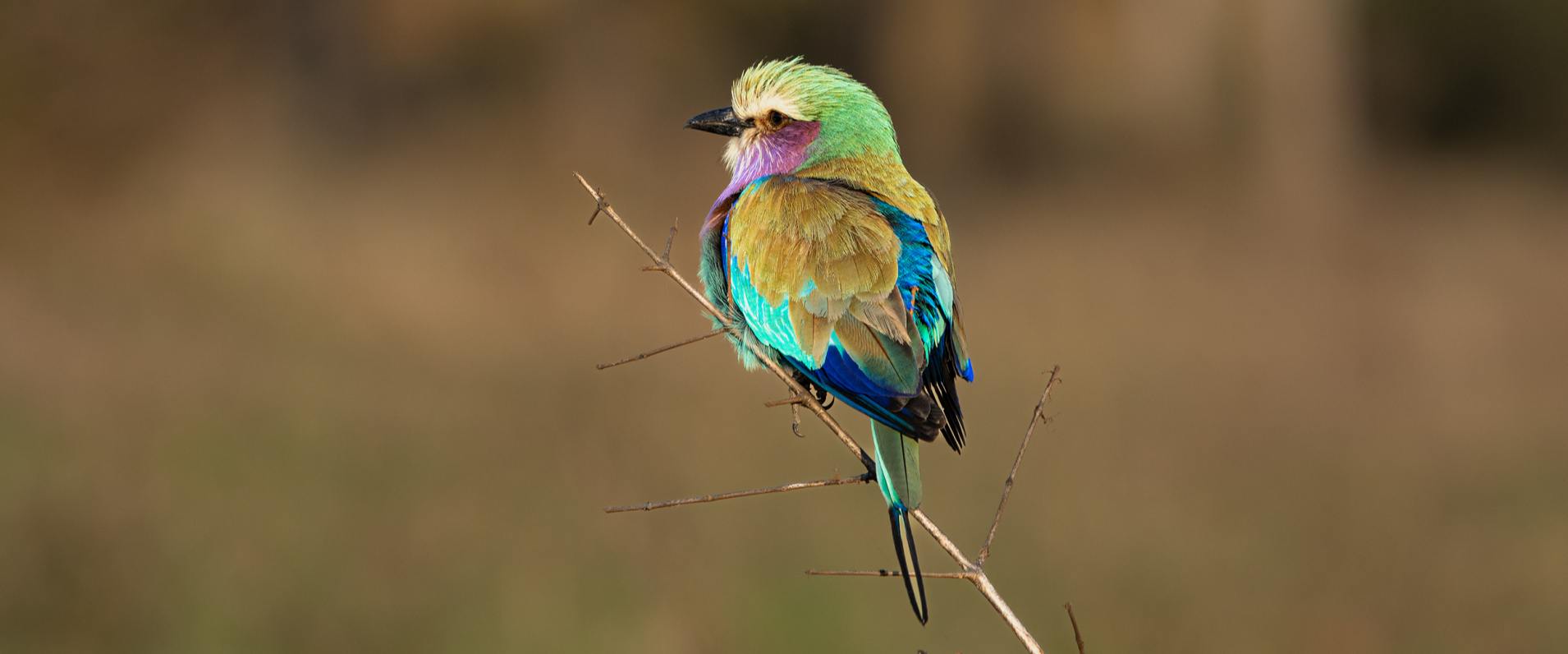 Connecting the Hearts to Africa Connecting the Hearts to Africa