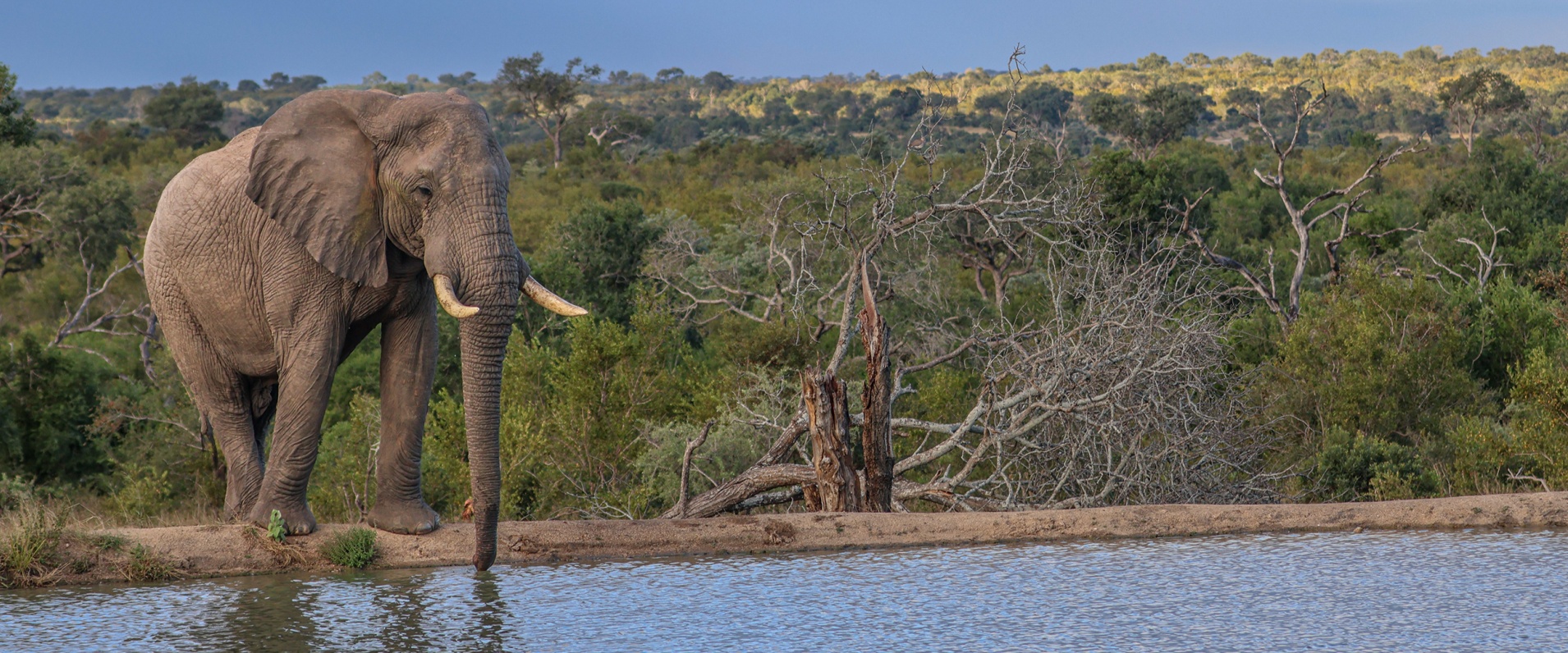 Elephant Population of the Greater Kruger by Ruan Mey