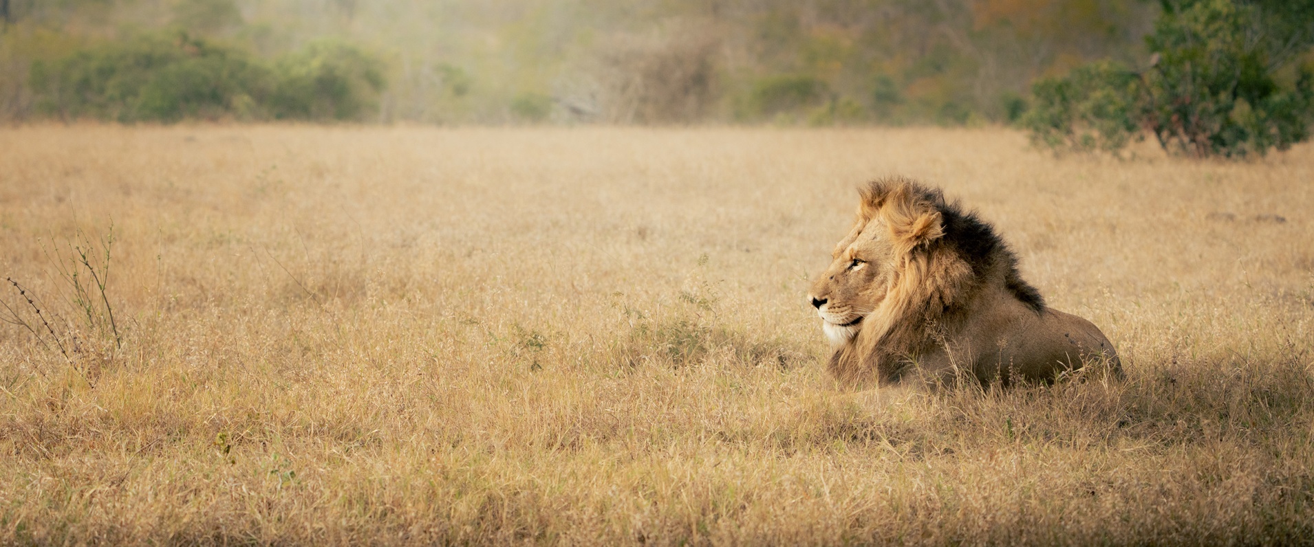Sabi Sabi Jarrod Oflaherty Banner
