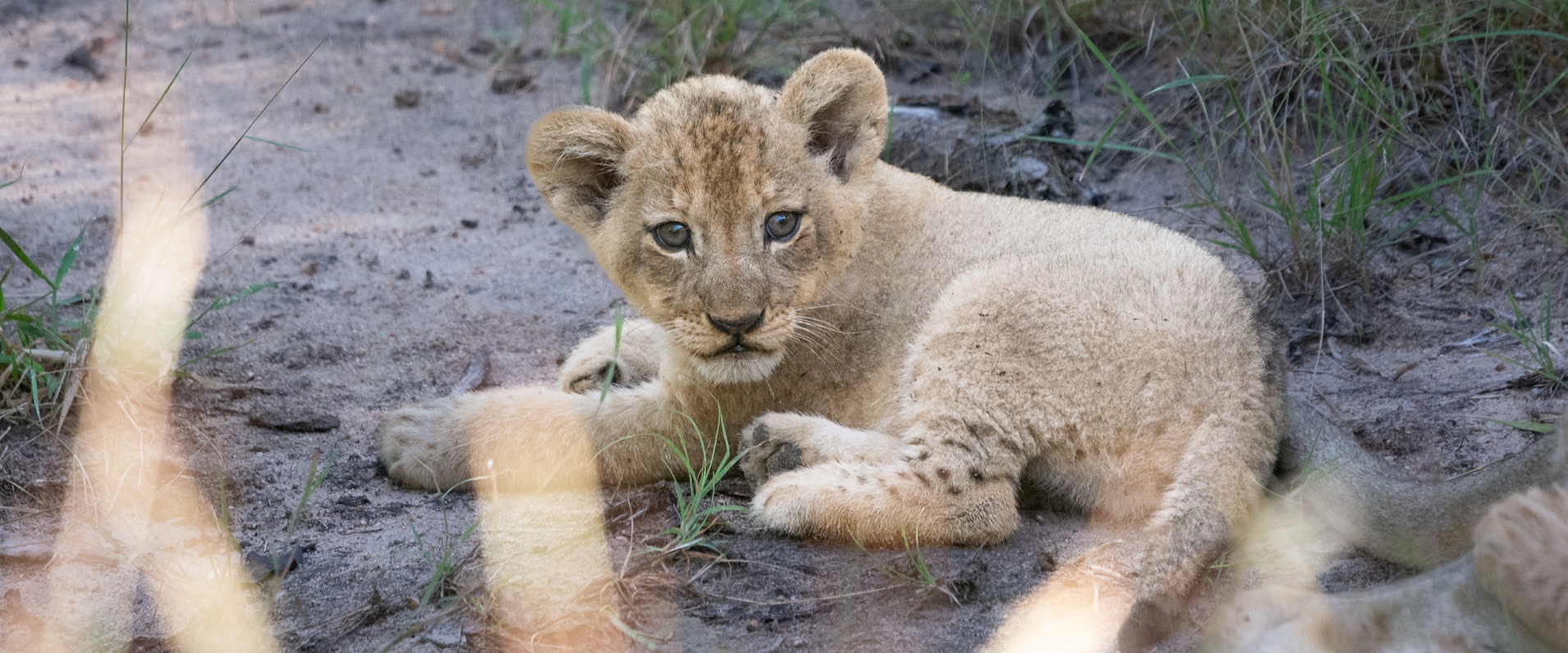 A Week In The Bush Vol 490 Banner A Week In The Bush Vol 490 Banner