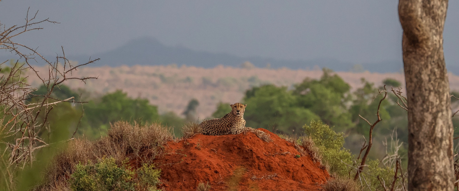 Sabi Sabi Ruan Mey Banner