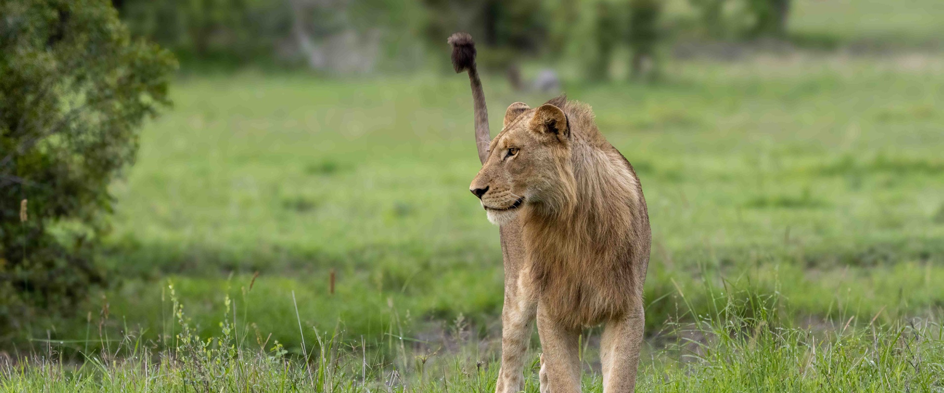 Sabi Sabi Ronald Mutero Banner