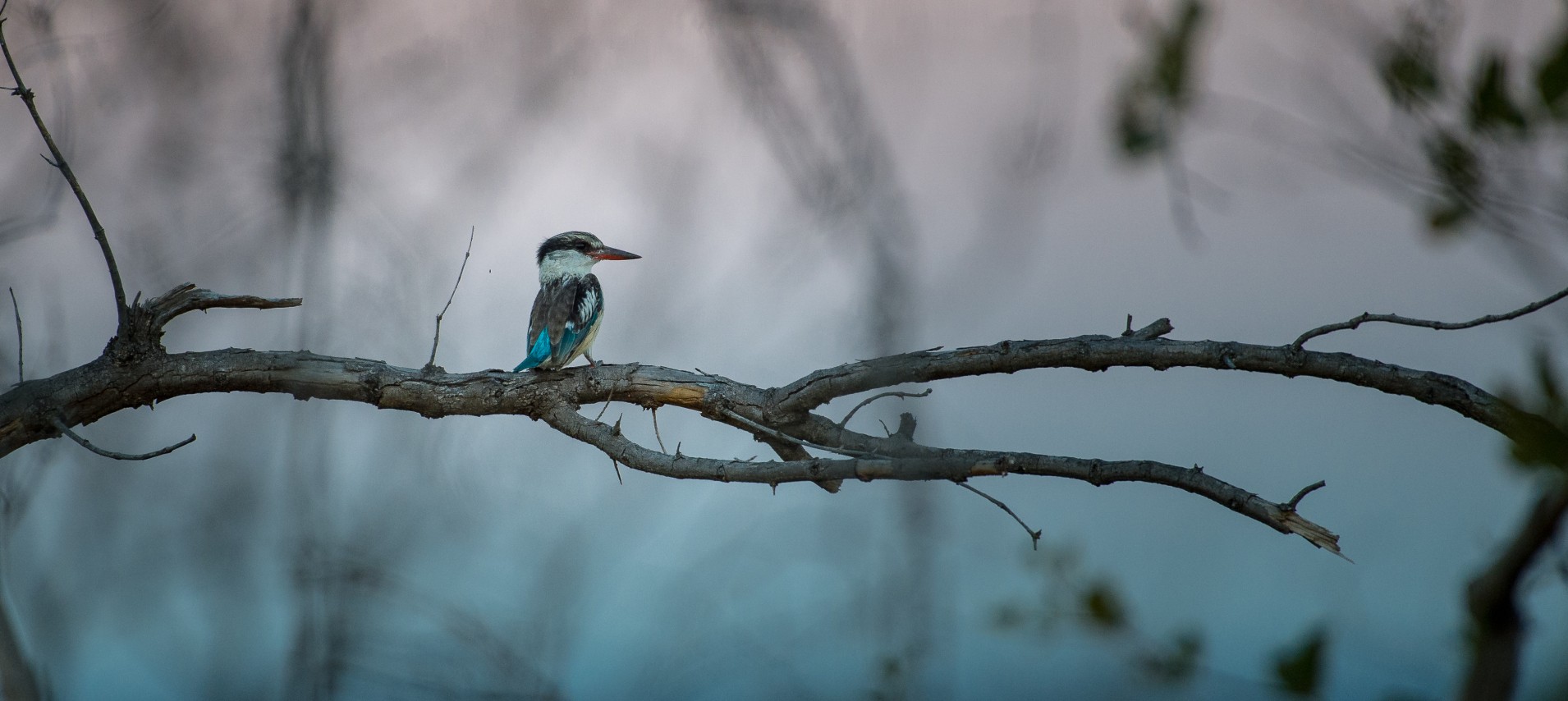A striped kingfisher perched gracefully on a branch, a vibrant sight in the wild. A striped kingfisher perched gracefully on a branch, a vibrant sight in the wild.