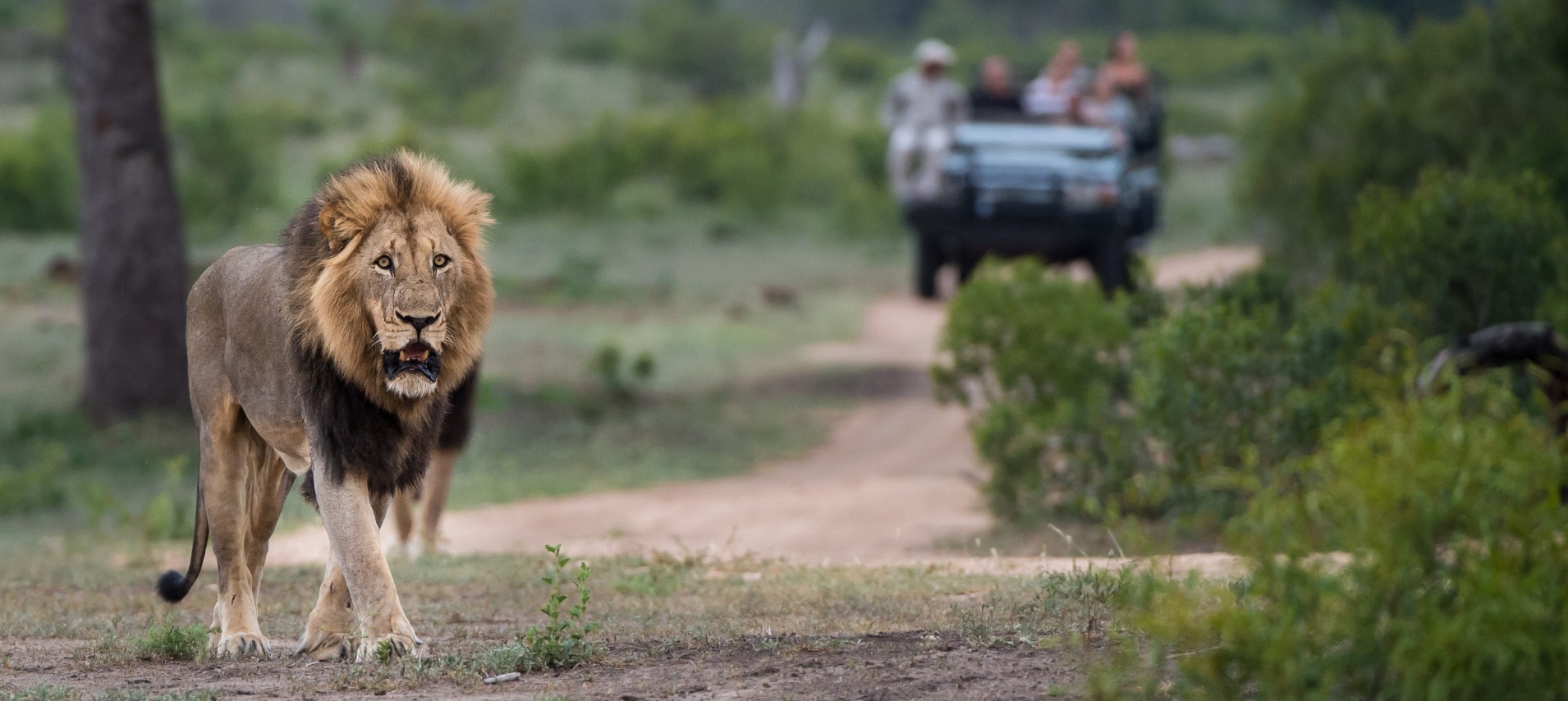 Guests of Sabi Sabi are filled with thrill and excitement as they spot a mature male lion during their game drive. Guests of Sabi Sabi are filled with thrill and excitement as they spot a mature male lion during their game drive.