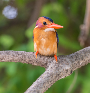 Birds  85