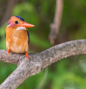 Rewarding sight of a kingfisher on a branch waiting to catch its next meal.