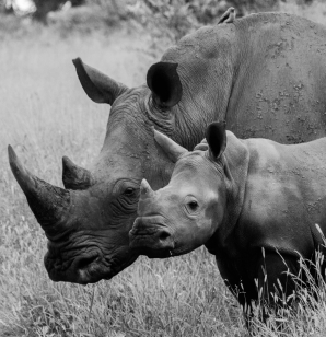 During a private game drive, Sabi Sabi guests marveled at the sight of two majestic rhinos. During a private game drive, Sabi Sabi guests marveled at the sight of two majestic rhinos.
