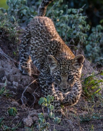 Ntsumi's cubs are learning valuable lessons as the explore their surroundings. 