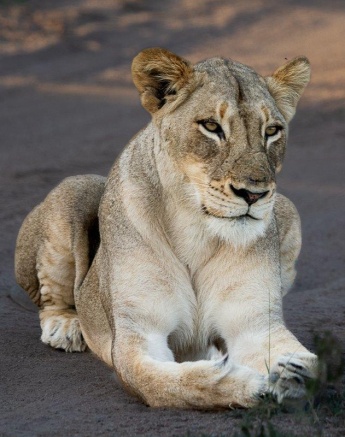The Talamati female saves her energy in the shade. The Talamati female saves her energy in the shade.