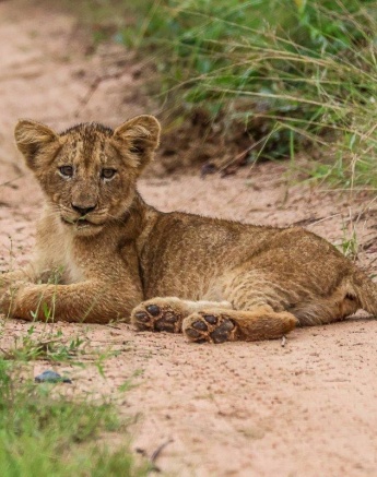 We tracked for only a couple of minutes when we found one of the Msuthlu lionesses with her three cubs making their way down the road, zig-zagging through the bush. We tracked for only a couple of minutes when we found one of the Msuthlu lionesses with her three cubs making their way down the road, zig-zagging through the bush.