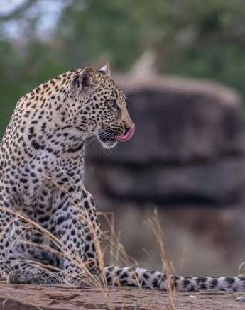 Sabi Sabi Ruan Mey Golonyi Female Leopard