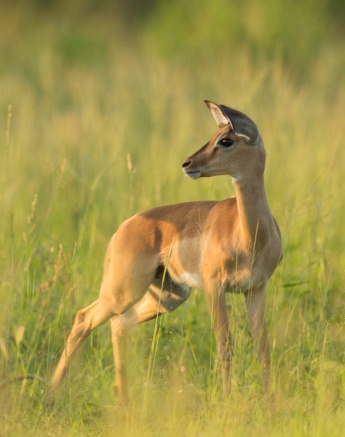 A female springbok in a grass field turns to look back
