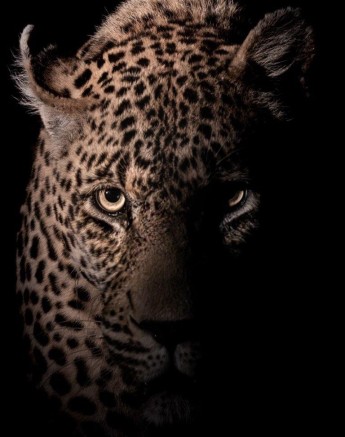 The hulking N'weti emerged into the light.