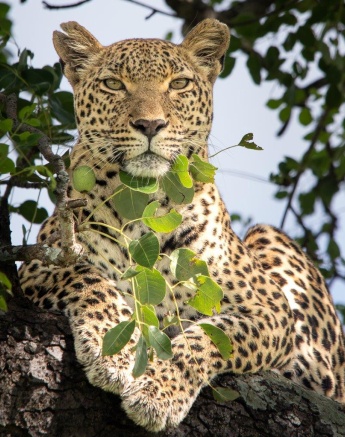 Kigelia, a female leopard, gains a better perspective from a tall tree. 