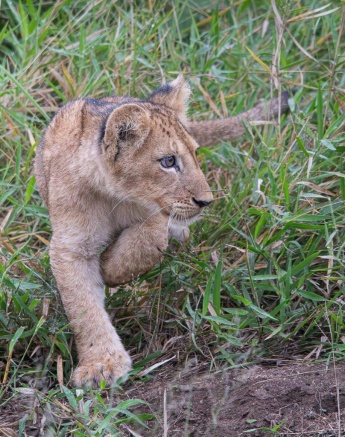 A Msuthlu lion cub explores the area. A Msuthlu lion cub explores the area.