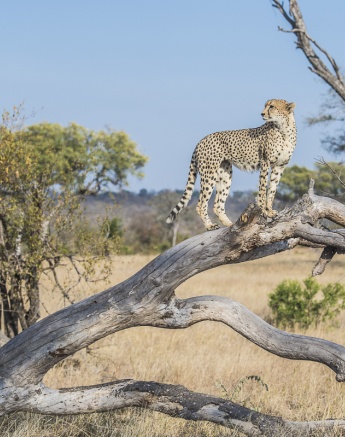A cheetah stands look out on a tree.