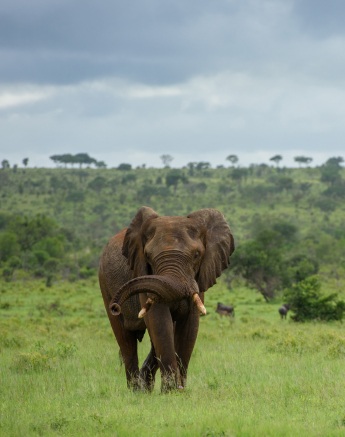 A sand dusted elephant walks through a green grassland with a safari vehicle in the distance