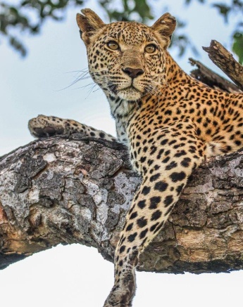 Kigelia rests in a tree, unbothered by the game viewers, giving our guests at Sabi Sabi the perfect sighting. Kigelia rests in a tree, unbothered by the game viewers, giving our guests at Sabi Sabi the perfect sighting.