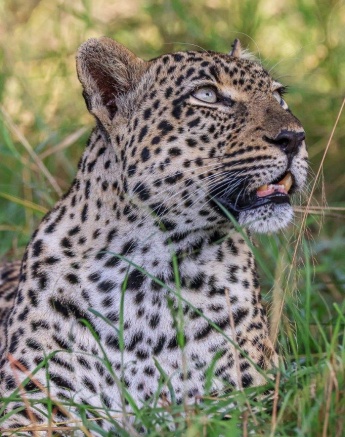 The Tengile female leopard keeps an eye on her cub in a tree above. The Tengile female leopard keeps an eye on her cub in a tree above.