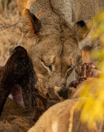A female lion from the Msuthlu Pride feeding on a carcass, ensuring sustenance for her cubs. A female lion from the Msuthlu Pride feeding on a carcass, ensuring sustenance for her cubs.