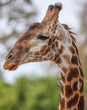 A giraffe seen in the distance, gracefully moving across the landscape of Sabi Sabi Private Game Reserve.