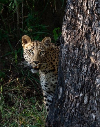 A leopard called Golonyi peeks out from behind a tree
