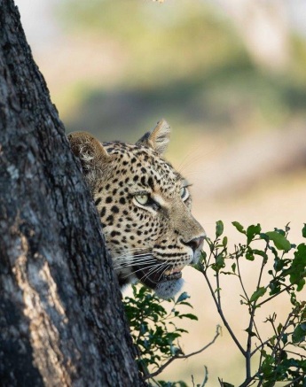 Golonyi gazes into the distance from behind a tree. Golonyi gazes into the distance from behind a tree.