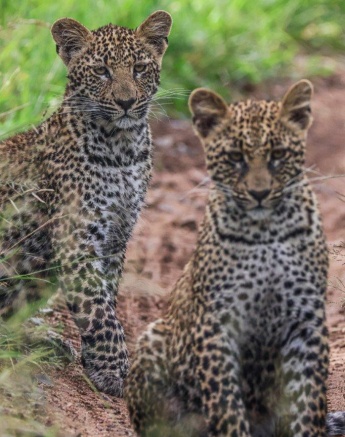 Ntsumi's cubs are growing daily and getting more comfortable in their bodies.