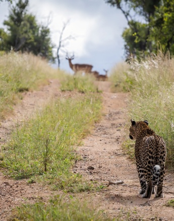 A leopard walks up a sand trail with prey in the distance