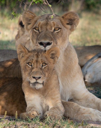A mother and cub from the Southern Pride. A mother and cub from the Southern Pride.