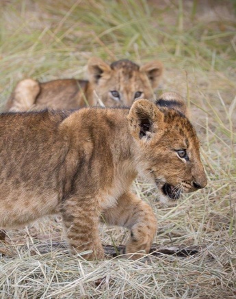 The playful cubs of the Talamati pride explore the area with their mothers close by. 