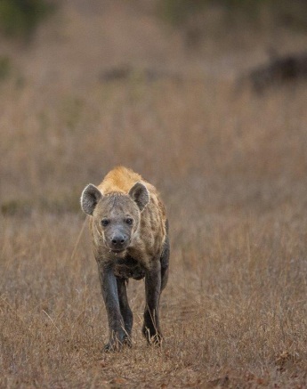 Sabi Sabi Ronald Mutero Hyena In Veld Sabi Sabi Ronald Mutero Hyena In Veld