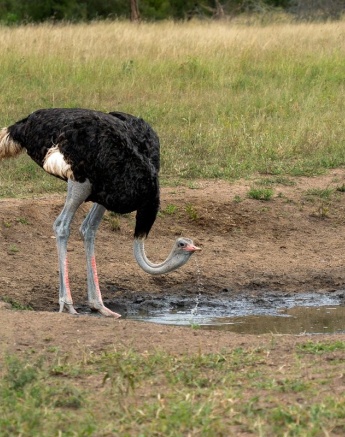 A male ostrich drinking from a waterhole near Sabi Sabi. 