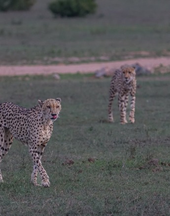 Sabi Sabi Ruan Mey Cheetah Coalition