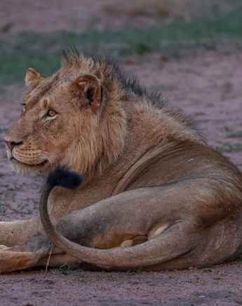Sabi Sabi Ruan Mey Male Lions Rest