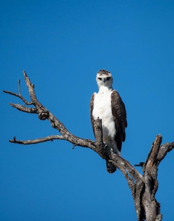 The biggest eagle in the Greater Kruger area, the Martial Eagle. 