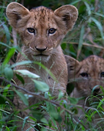 A Msuthlu lion cub hidden in the grass. A Msuthlu lion cub hidden in the grass.