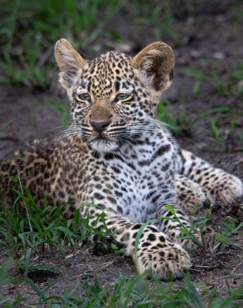 Tengile's cute cub scans its surroundings. Tengile's cute cub scans its surroundings.