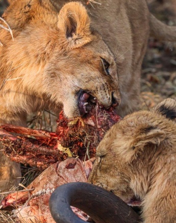 A young cub from the Msuthlu Pride feeding on the blue wildebeest kill.