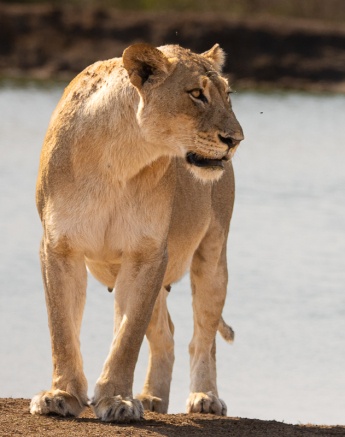 Sabi Sabi Ronald Mutero Msuthlu Lioness By Water Sabi Sabi Ronald Mutero Msuthlu Lioness By Water