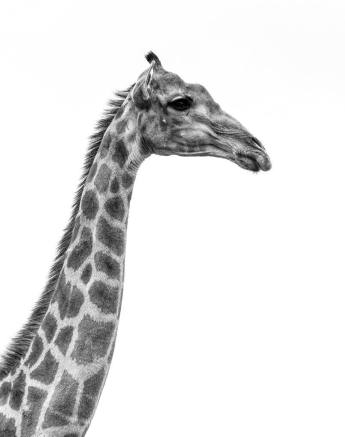 A black and white portrait of a giraffe. A black and white portrait of a giraffe.