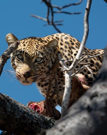 We were taken by surprise at spotting a female leopard in a bare Marula tree just off the road. We were taken by surprise at spotting a female leopard in a bare Marula tree just off the road.