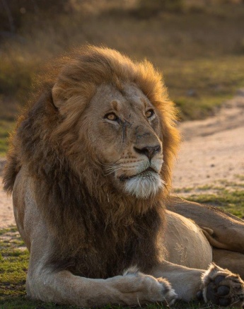 The Gijima male lion in the Golden sunlight. 