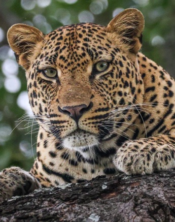 It was a pleasure finding Makumu over the weekend, resting in a Marula tree as we were driving by. It was a pleasure finding Makumu over the weekend, resting in a Marula tree as we were driving by.