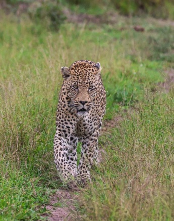 N'weti patrols his territory. N'weti patrols his territory.