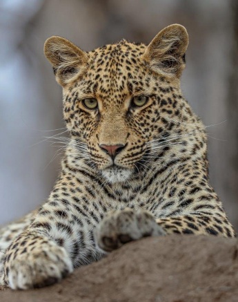 Sabi Sabi Ruan Mey Ntsumi Cub Sabi Sabi Ruan Mey Ntsumi Cub